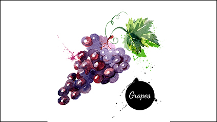 Watercolor delicious grapes vector material