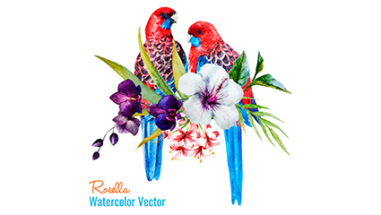 Painted Parrot vector material rose water