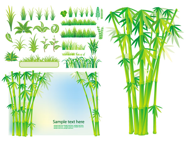Vector bamboo grass plant