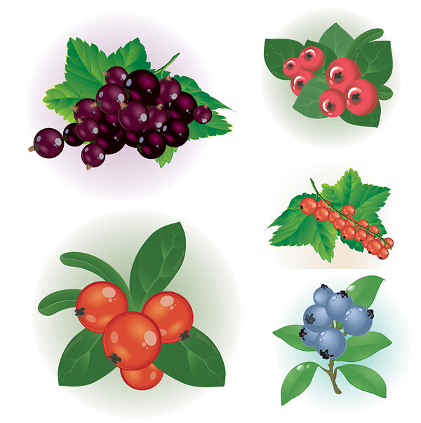 Vector of small red berries