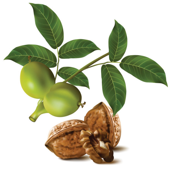 Realistic green walnut walnut 04 - vector material 