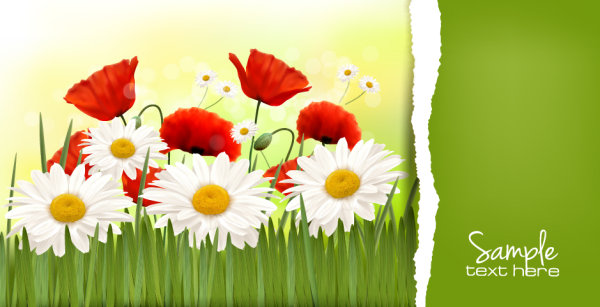 Chrysanthemum 03 - vector material