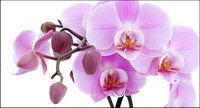 Orchid white picture material-2