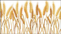 Yellow wheat 02-- vector material