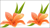 Lily vector material