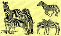 Zebra vector material