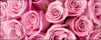 Pink roses background picture material