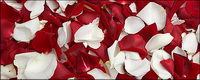Red roses and white rose petals