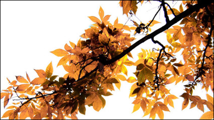 Beautiful Maple Leaf 02 - HD picture