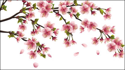 Fine peach 02 - Vector 