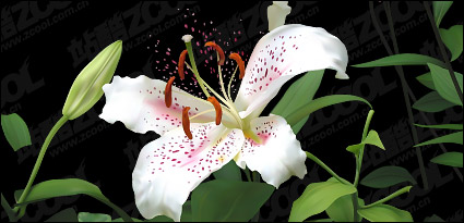 AI vector drawing lifelike lily material