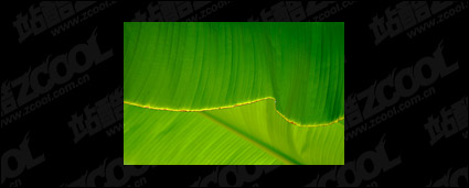 Leaf quality picture material-2